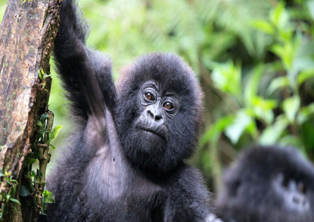 Explorez l&rsquo;Ouganda : découvrez les gorilles et vivez des moments inoubliables sur les rives du lac Victoria